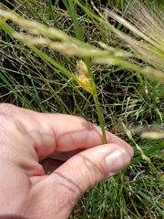 Bolboschoenus maritimus paludosus