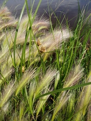 Bolboschoenus maritimus paludosus