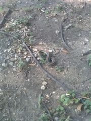 Thamnophis sirtalis annectens