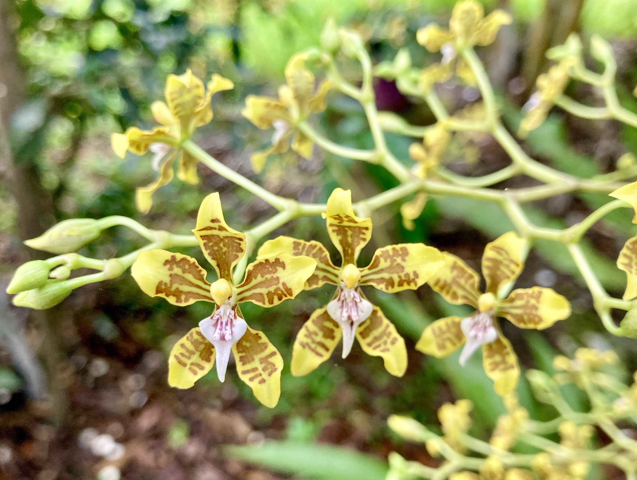 Cyrtochilum macasense (Dodson) Dalström