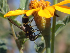 Parancistrocerus declivatus