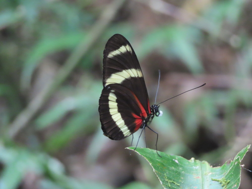 Heliconius pachinus Salvin, 1871