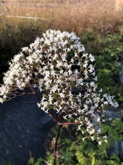 Valeriana officinalis sambucifolia