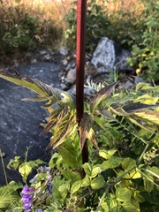 Valeriana officinalis sambucifolia