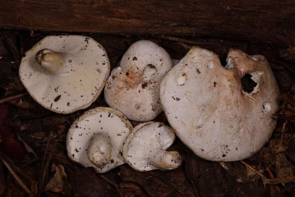 Albatrellus sp. 'AL01'