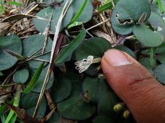 Andrographis serpyllifolia