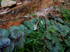 Andrographis serpyllifolia