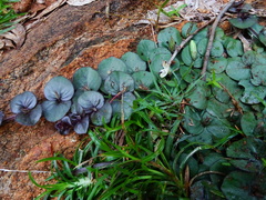 Andrographis serpyllifolia