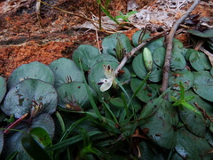 Andrographis serpyllifolia