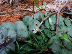 Andrographis serpyllifolia