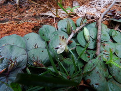Andrographis serpyllifolia