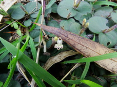Andrographis serpyllifolia
