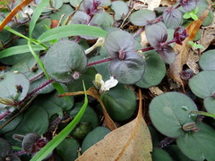 Andrographis serpyllifolia