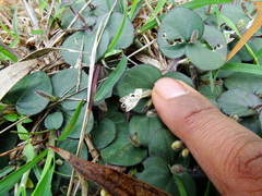 Andrographis serpyllifolia