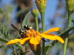 Parancistrocerus declivatus