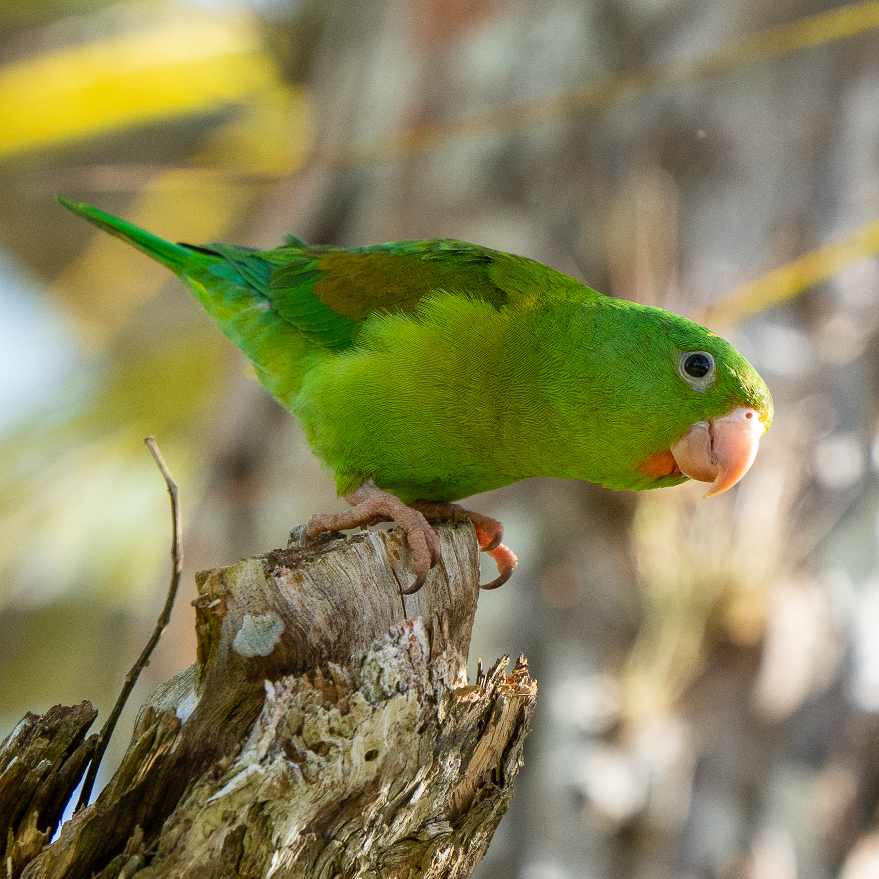 Orange-chinned Parakeet (Brotogeris jugularis)
