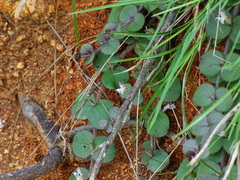 Andrographis serpyllifolia