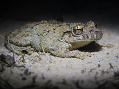 Mato Grosso Snouted Treefrog photo 2