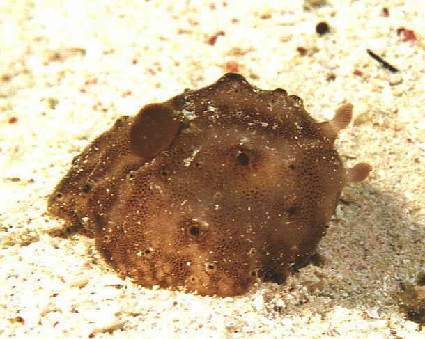 Actinocyclus verrucosus