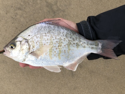 Redtail surfperch (Amphistichus rhodoterus) — Embiotocidae