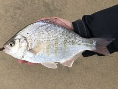 Redtail Surfperch photo 1
