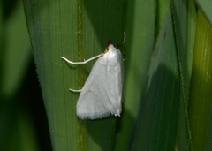Leptosteges vestaliella