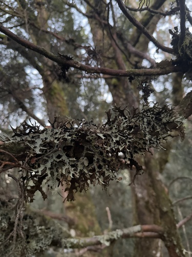 Pseudocyphellaria billardierei observed 2024-12-15
