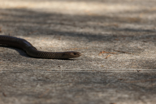 Eastern Brown Snake sighting
