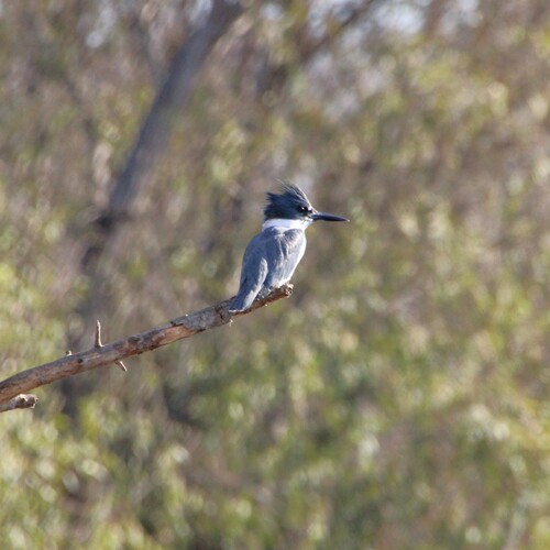 iNaturalist observation photo of Belted Kingfisher