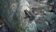 Incilius cavifrons