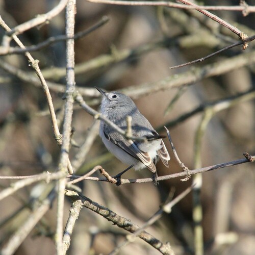 iNaturalist observation photo of Blue-gray Gnatcatcher