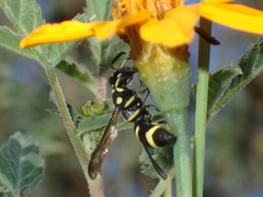 Parancistrocerus declivatus