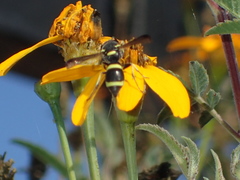 Parancistrocerus declivatus