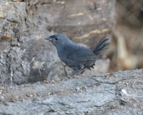 Dusky Tapaculo (Scytalopus fuscus), photo 6