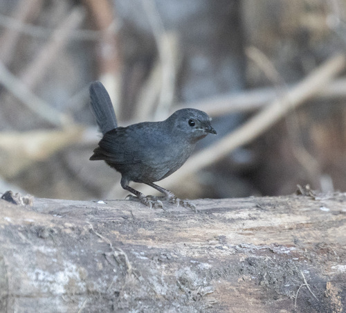 Dusky Tapaculo (Scytalopus fuscus), photo 8