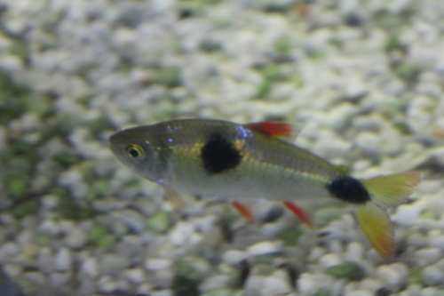 Bucktooth tetra (Exodon paradoxus) — Characidae — 2