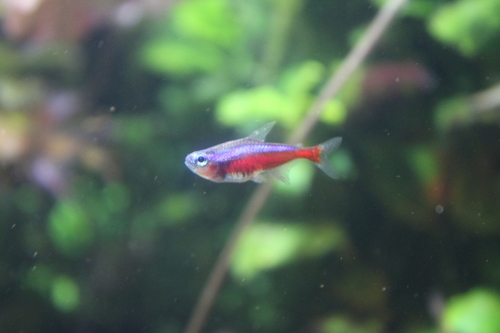 Kardinaaltetra (Paracheirodon axelrodi) — Characidae — 5