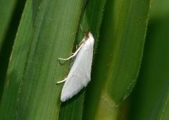 Leptosteges vestaliella