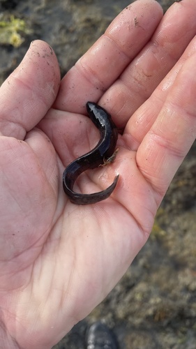 Kelp eelpout (Phucocoetes latitans) — Zoarcidae — 2