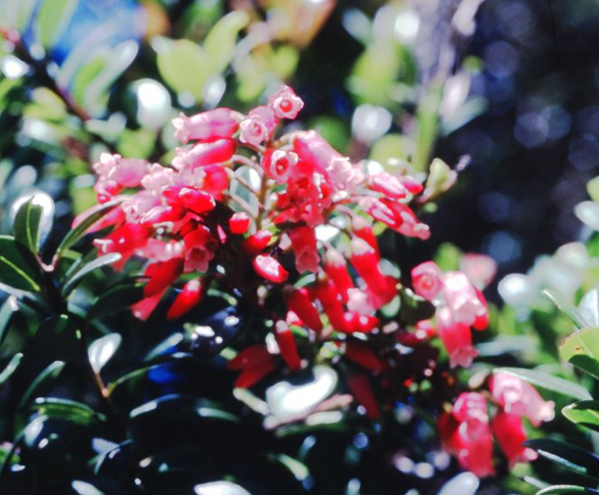 Vaccinium retusifolium (Vaccinium retusifolium)