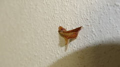 Endotricha flammealis