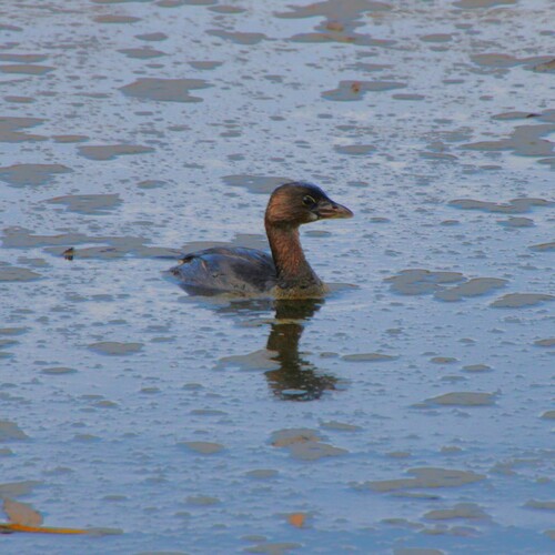 iNaturalist observation photo of Pied-billed Grebe
