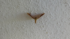 Endotricha flammealis