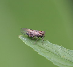 Dicranotropis hamata