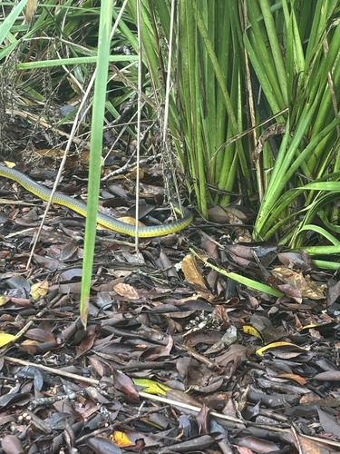 Common Tree Snake sighting