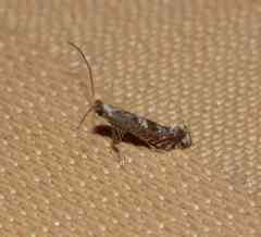 Leucospilapteryx venustella