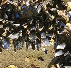Mytilus