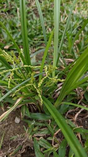 Image of Rice Flat-Sedge (Cyperus iria) by (c) 許文俊, some rights reserved (CC BY-SA)