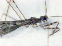 Emesopsis infenestra