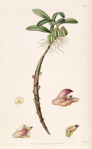 Bulbophyllum bracteolatum